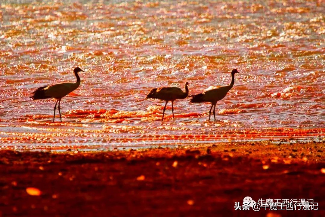 朝霞最美,最美朝霞歌曲