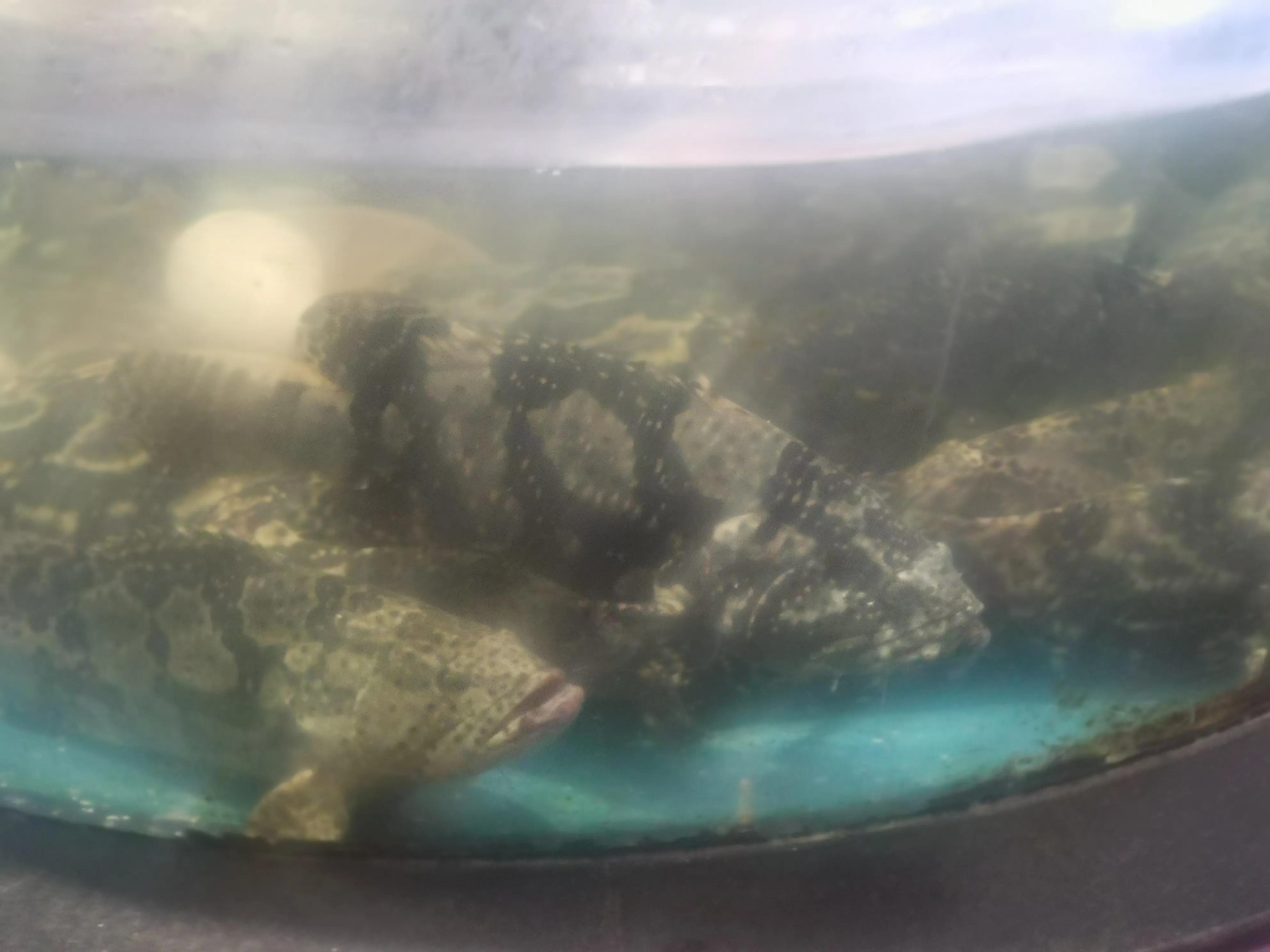 东营蓝海饭店特色菜,东营蓝海国际大饭店套餐