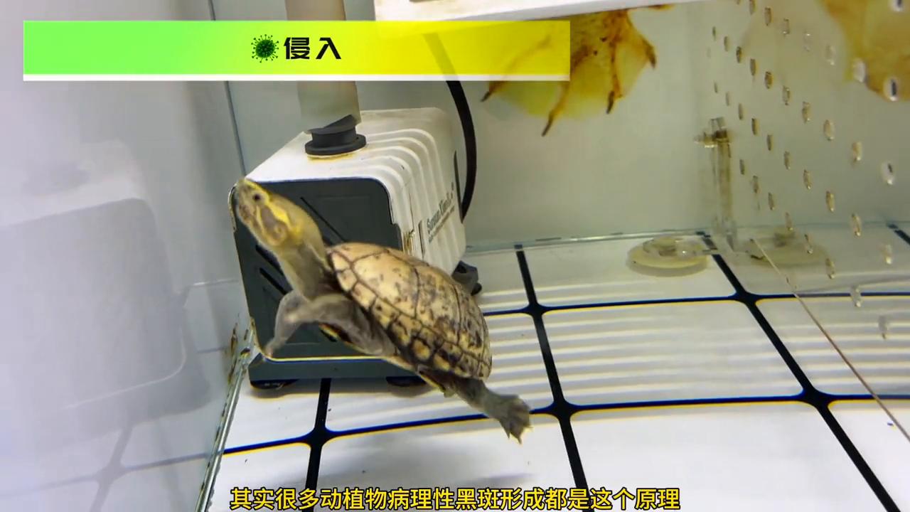 西非龟背甲黑斑,小青龟背甲黑斑