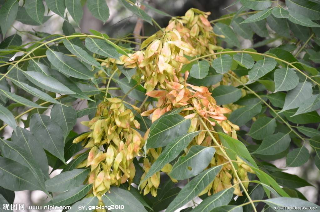 门前院子里种树有什么讲究,门前种树有什么风水禁忌呢
