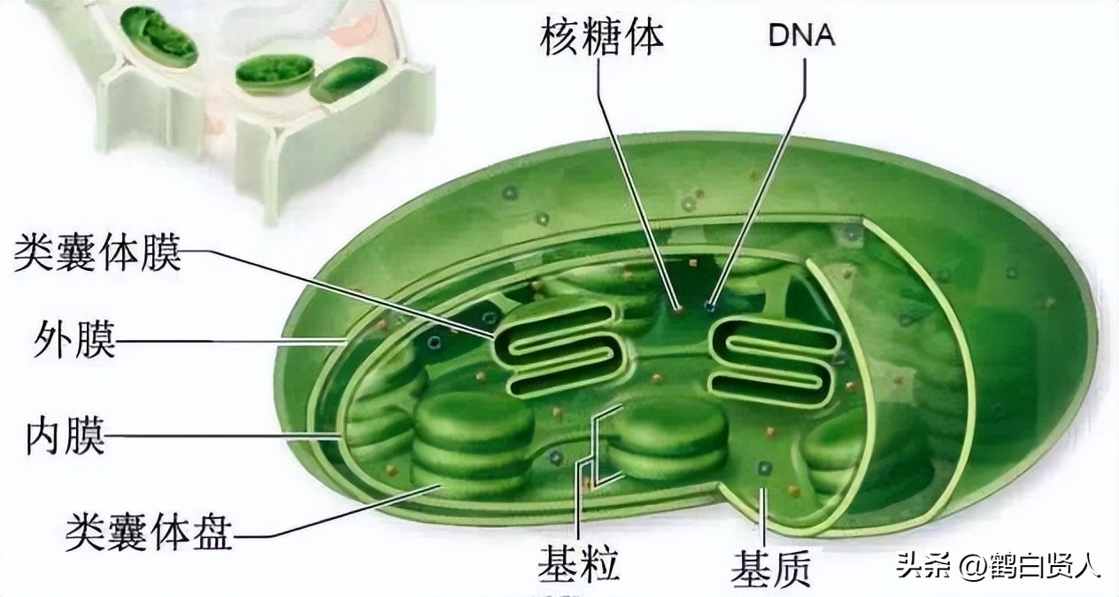 蓝藻的前世今生,蓝藻前世今生