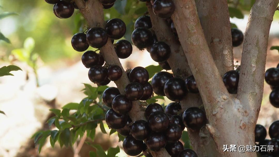 一果四味是什么水果,一果四味