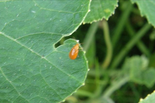 合果芋怎么养殖长得旺盛,合果芋怎么养