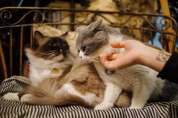 猫咪快乐的表现,猫咪快乐红糖使用方法