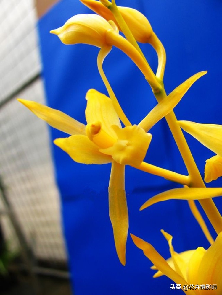 在云南发现一种高级兰花,最近云南发现的珍稀兰花什么样子