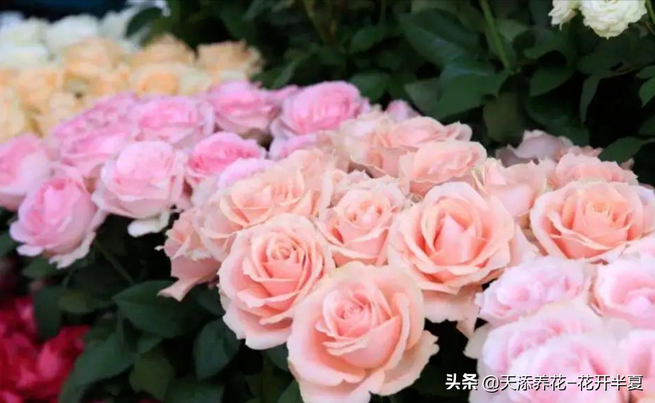 牡丹鲜切花怎么醒花,芍药鲜切花怎么醒花