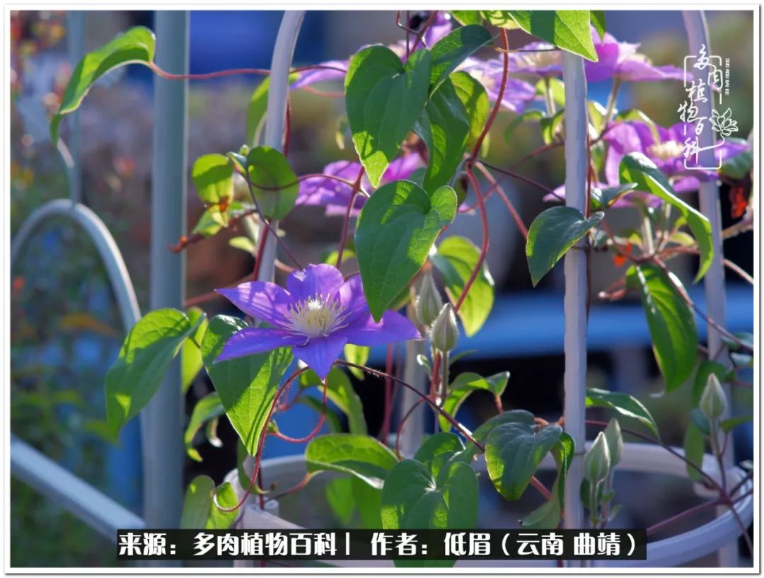 养了七年多肉,养了八年的肉肉终于开花了