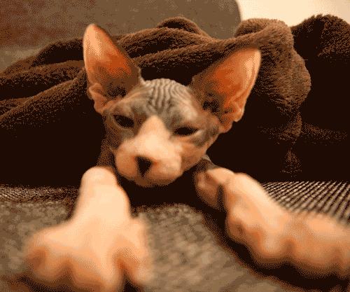 这些猫咪较为“短命”，陪你不过9年就下车了