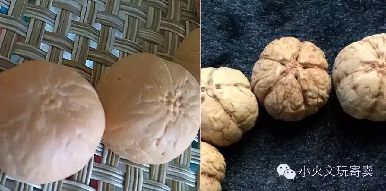 凤眼菩提20天效果,2023年凤眼菩提