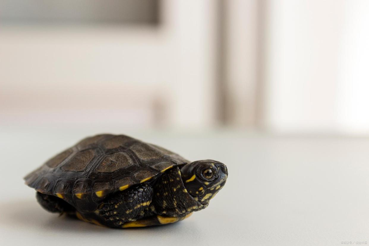 养一个人工繁殖的斑点池龟犯法吗,家里养什么龟赚钱