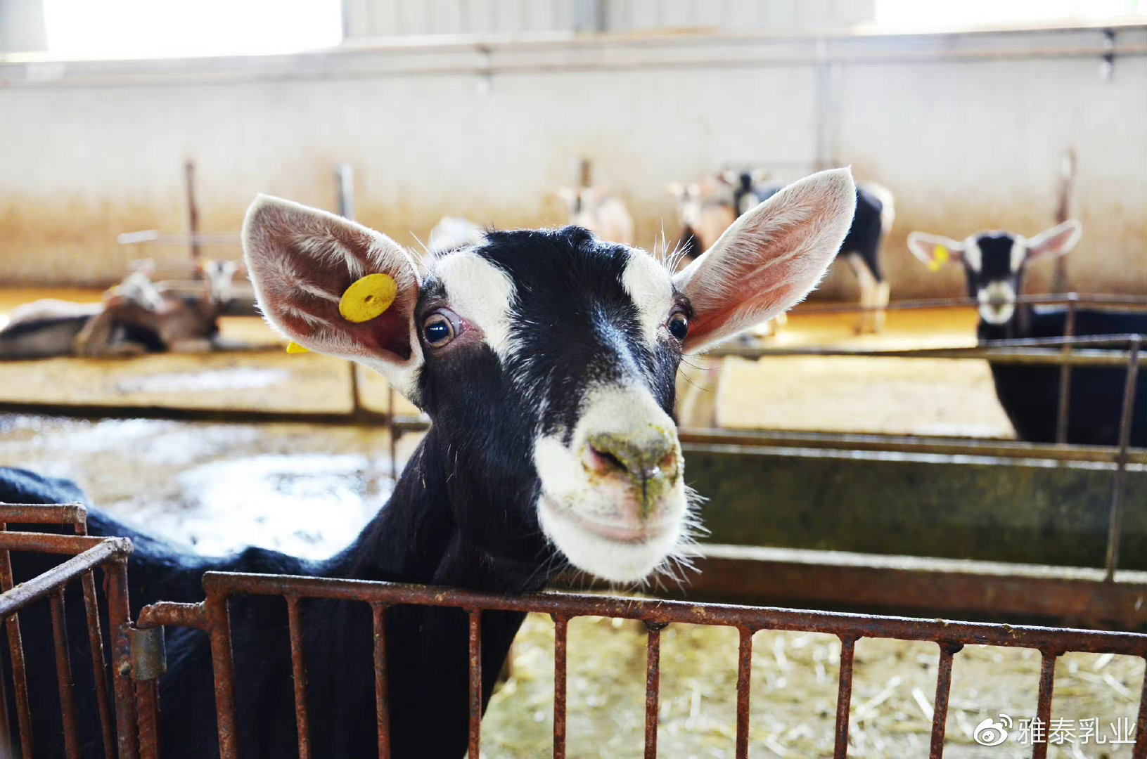 如何挑选正宗羊奶粉品牌,如何选择最好的羊奶粉品牌