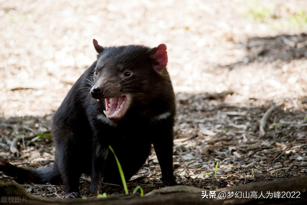 有袋类动物分布在哪里,有袋类动物发展史