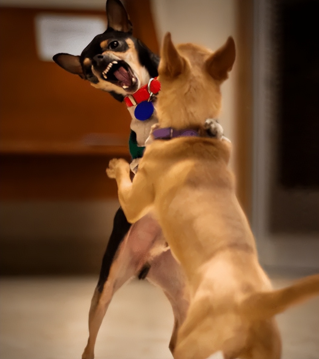 买宠物狗的坑有哪些,买狗差点上当