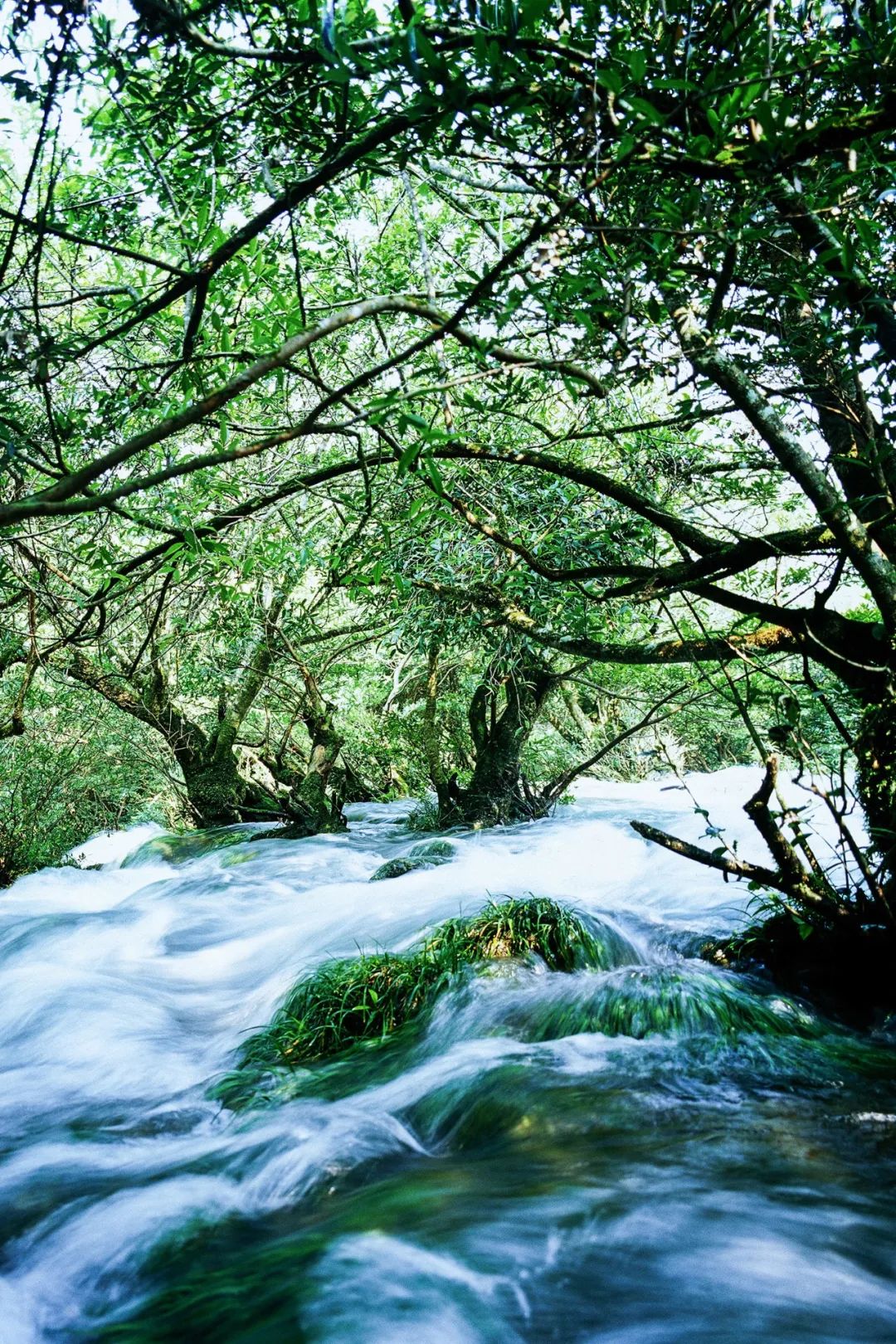 绿色狂想曲,绿色狂想曲三年级