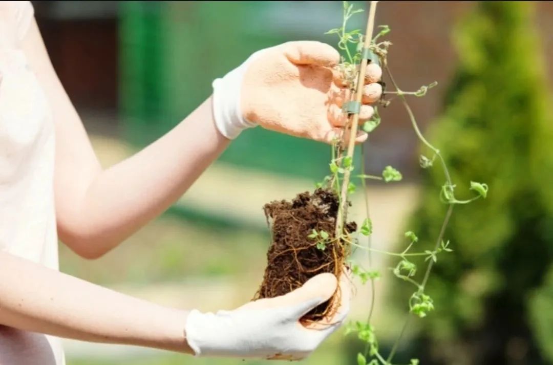 家里养花最好养哪些花草,家里养花哪些最好养