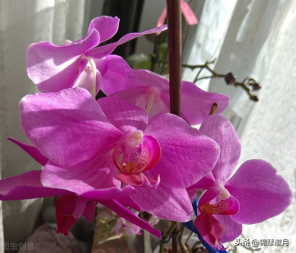 春兰奇蝶花图片,春兰花园美图欣赏