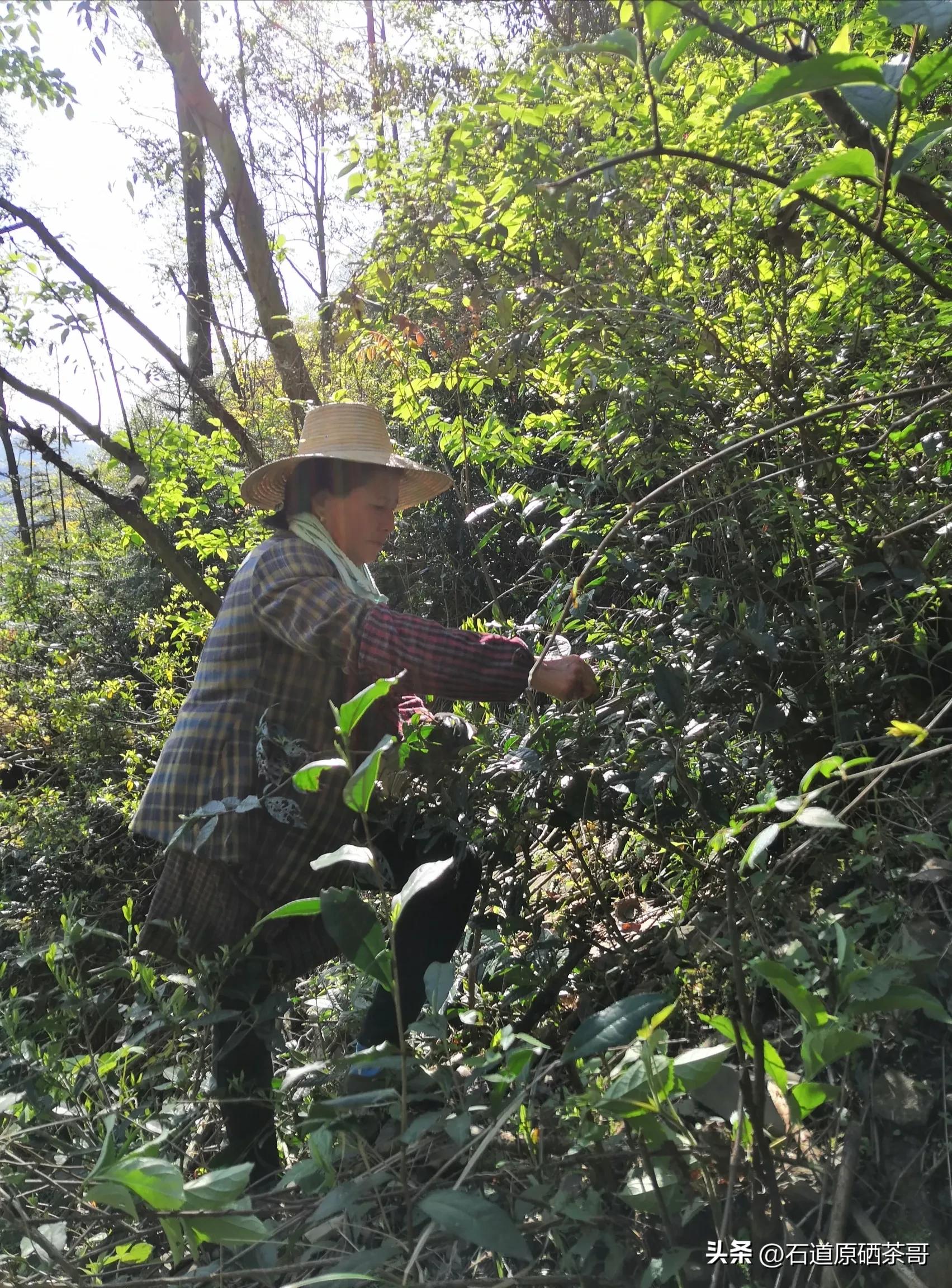 怎么看野茶,野茶好喝还是种植茶好喝