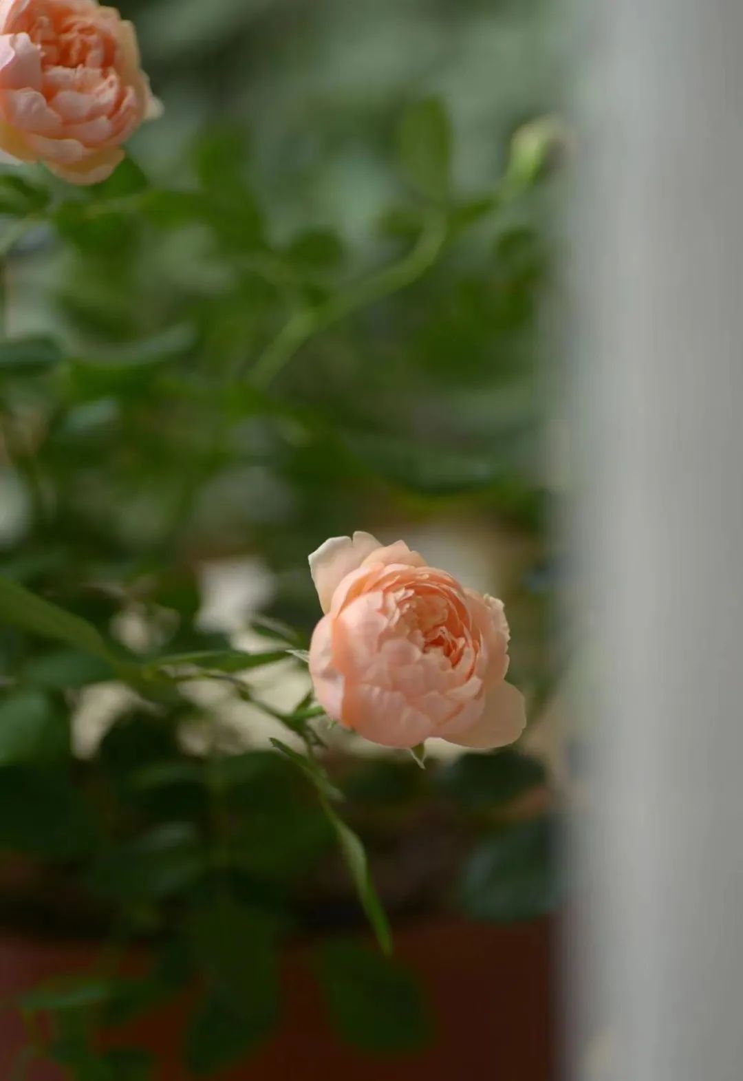 吃吃的爱小s,吃吃的爱电影解说