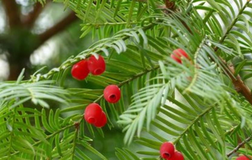 云南亿元户赵国玺：扎根2000亩荒山把废料变“黄金”，狂赚2000万