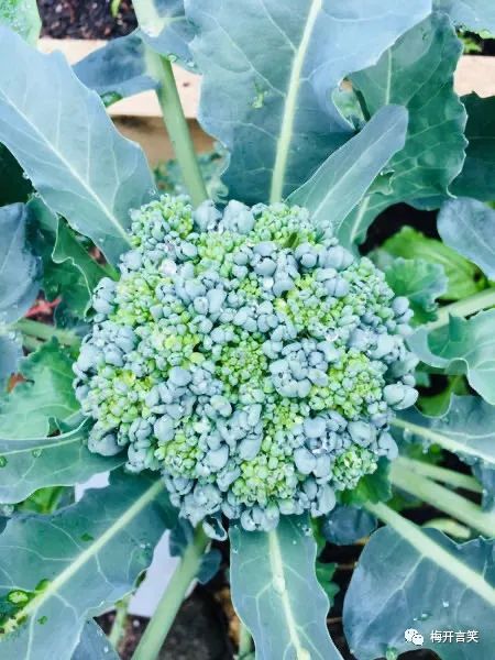 在澳洲种菜日记,我在澳洲学医