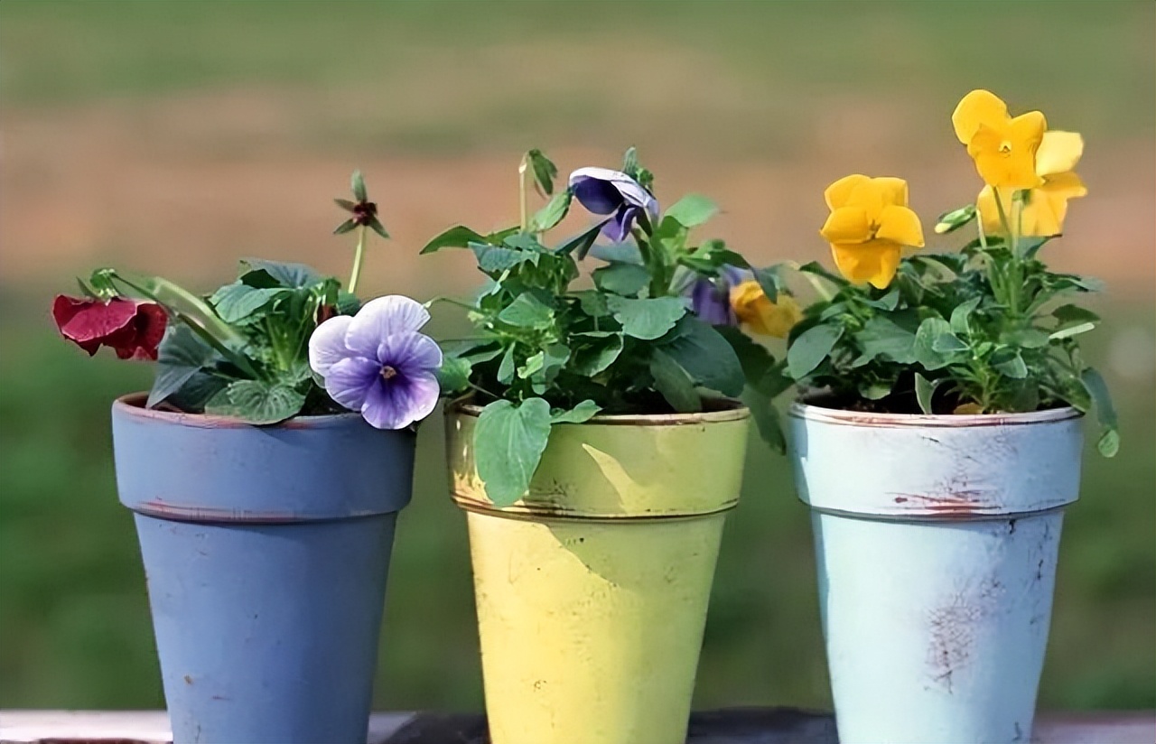 屋里不宜放的花卉,家里最忌摆放枯萎的绿植鲜花