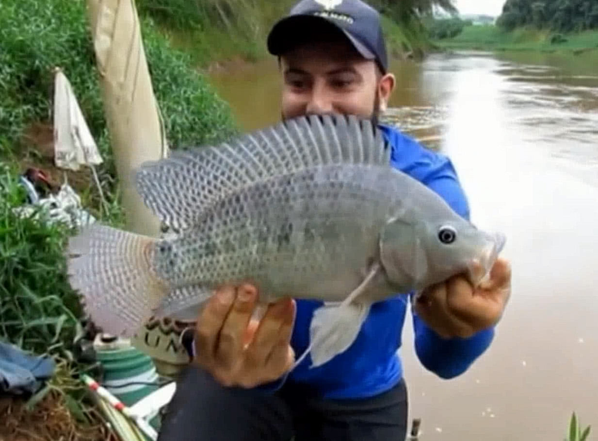 臭水沟中的罗非鱼为啥不能吃,臭水沟里的罗非鱼可以养可以吃吗