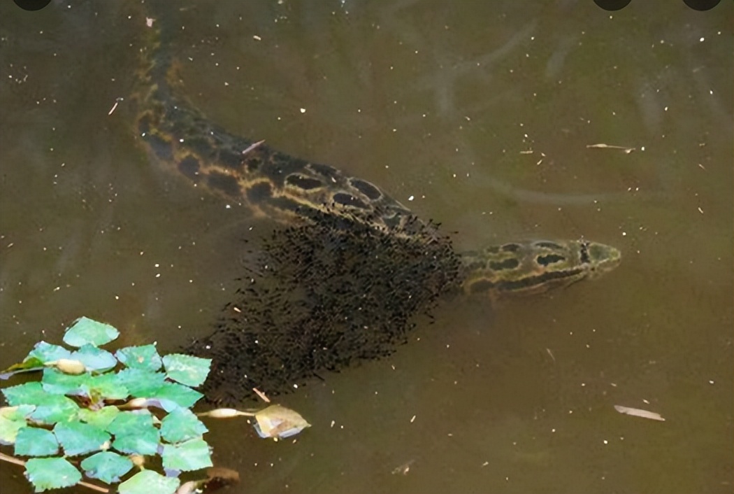 <html>
<head><title>502BadGateway</title></head>
<body>
<center><h1>502BadGateway</h1></center>
<hr><center>nginx</center>
</body>
</html>
<!--apaddingtodisableMSIEandChromefriendlyerrorpage-->
<!--apaddingtodisableMSIEandChromefriendlyerrorpage-->
<!--apaddingtodisableMSIEandChromefriendlyerrorpage-->
<!--apaddingtodisableMSIEandChromefriendlyerrorpage-->
<!--apaddingtodisableMSIEandChromefriendlyerrorpage-->
<!--apaddingtodisableMSIEandChromefriendlyerrorpage-->
