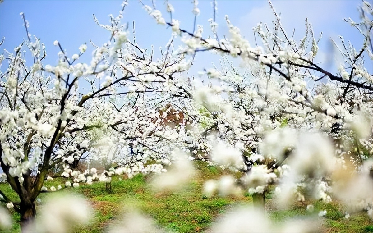 重庆合川十大旅游景区,合川旅游项目人气推荐