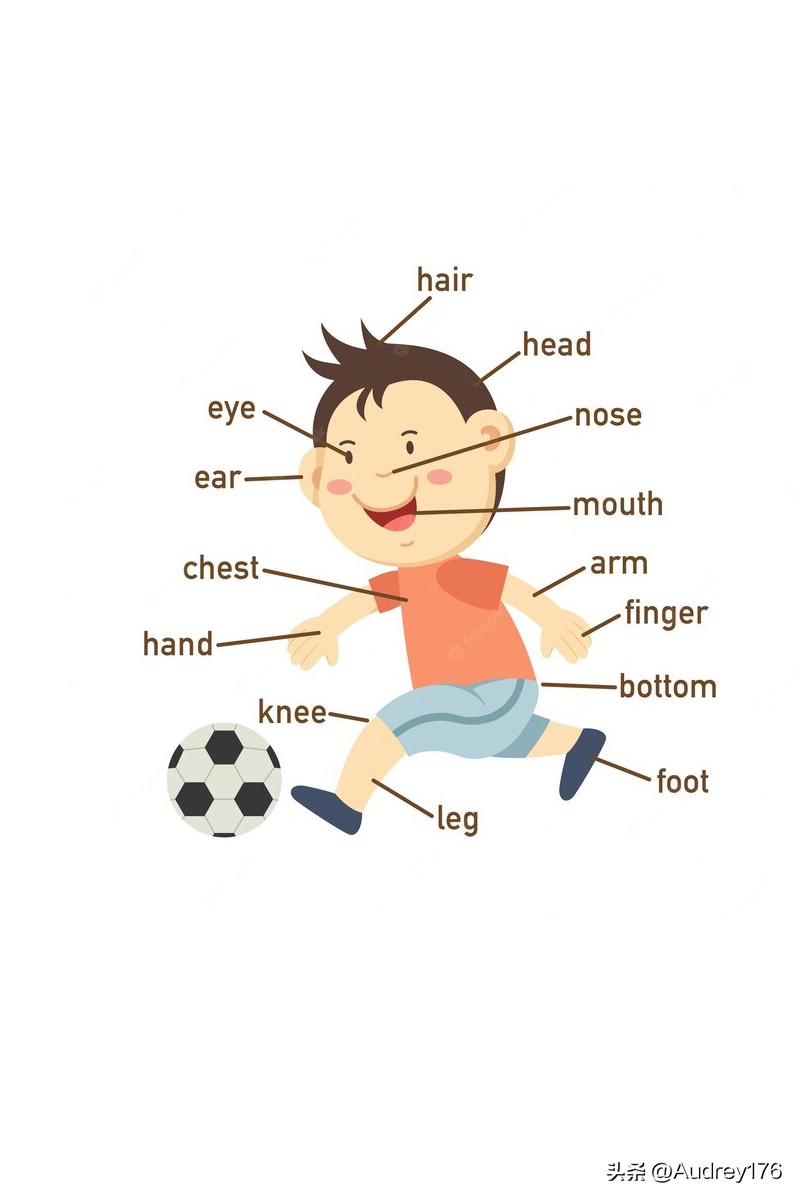 动物部位英语单词,动物身体器官英语单词大全