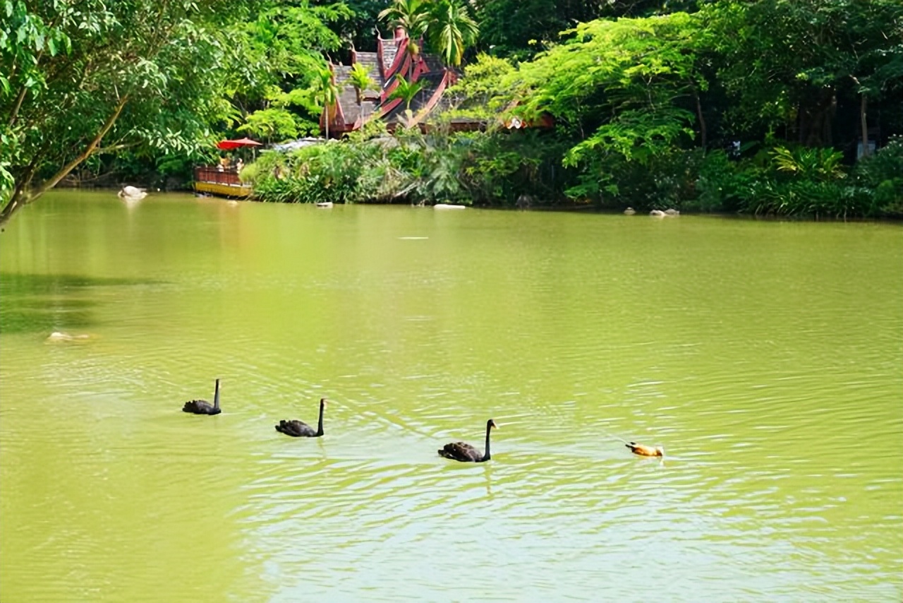 云南西双版纳曼听公园有泰国韵味,西双版纳曼听傣族村寨风景