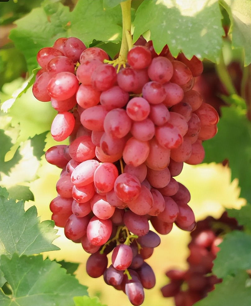 十月份北方水果应季水果,四月吃哪些水果是应季的水果