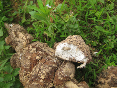 补肾精亏虚金锁固精丸,肾气不固肾精亏虚吃什么中药方剂