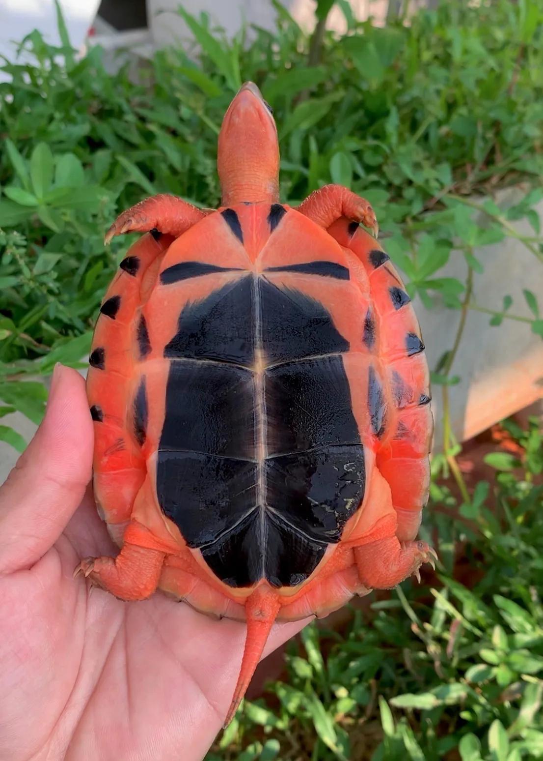 宠物金钱龟怎么喂,宠物金钱龟养殖方法