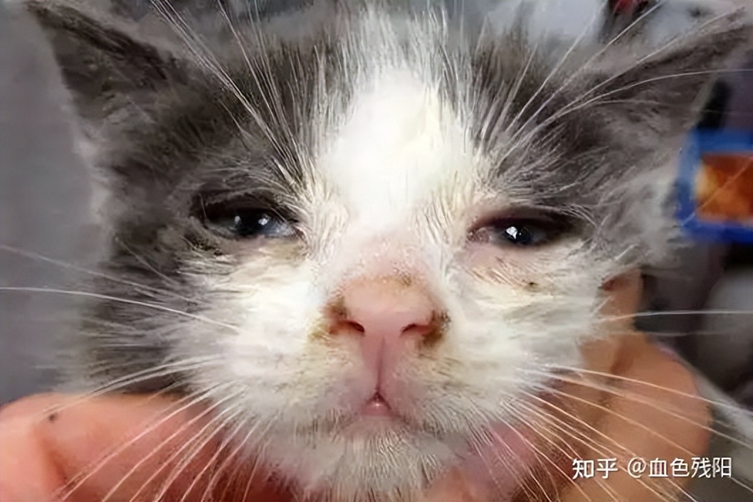 长寿猫咪,想要猫咪长寿需要注意这三件事