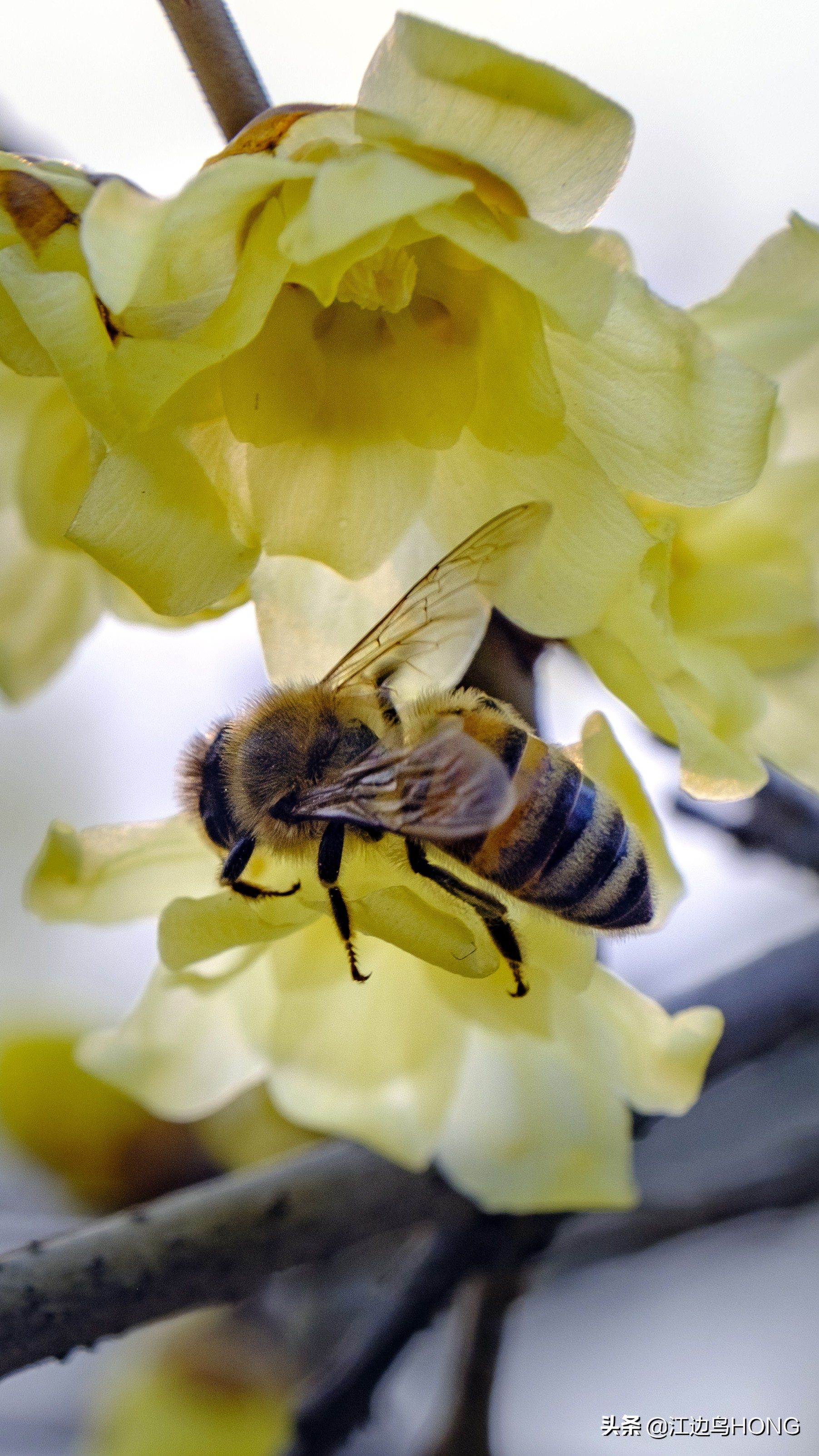 微距第一视角拍摄神器,拍微距最好的相机和镜头