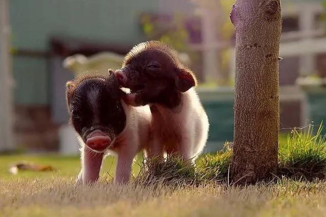 十大粘人的宠物便宜好养,它堪称世界上最好养活的宠物