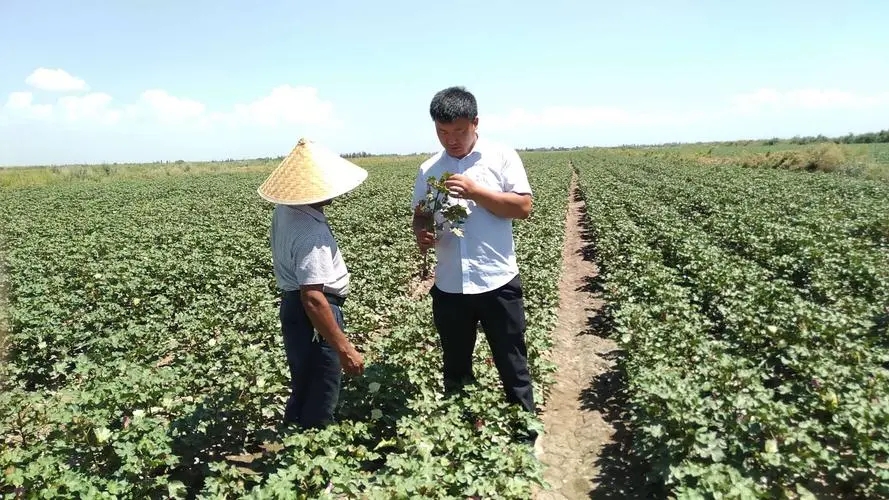 棉花黄萎病最佳治愈药,棉花枯萎病和棉花黄萎病