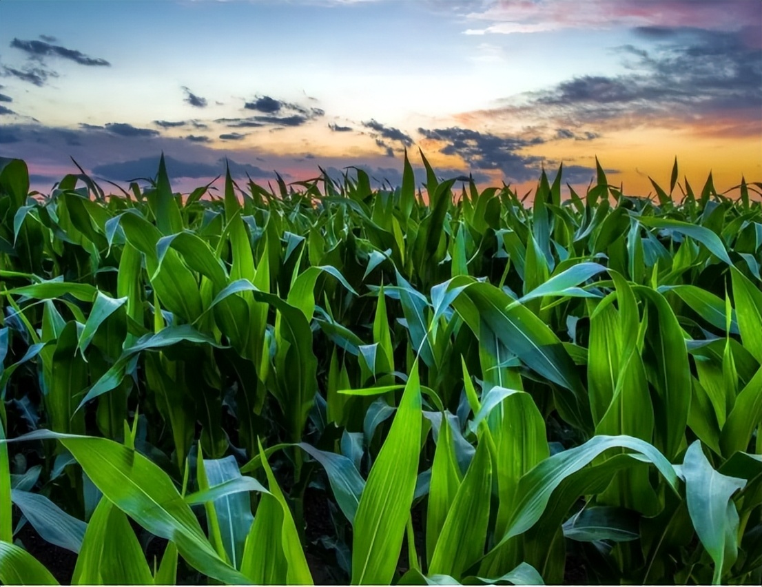 双循环视角下,为优化*疆新**外贸高质量发展,可从哪些方面入手?