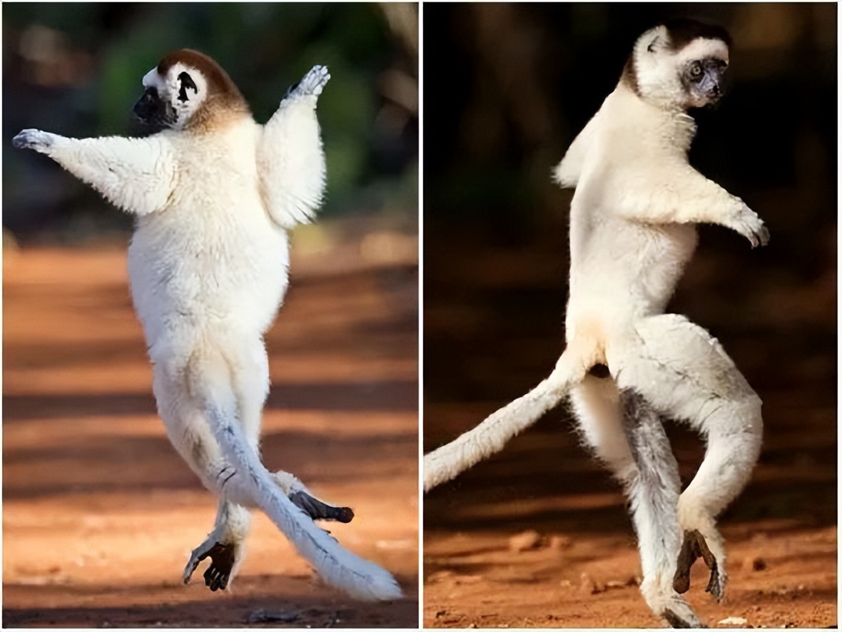 可爱妖娆的小精灵，超过瘾|这里的狐猴也太好撸了吧！