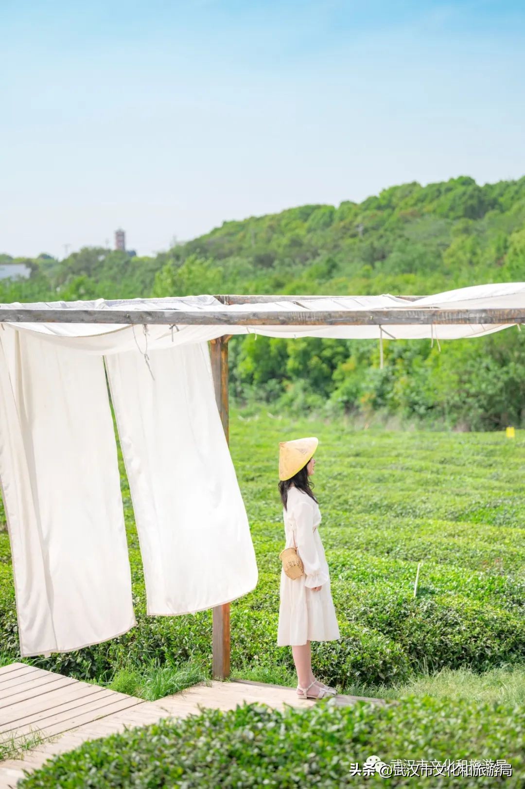 万亩野生古茶园,武汉野生森林