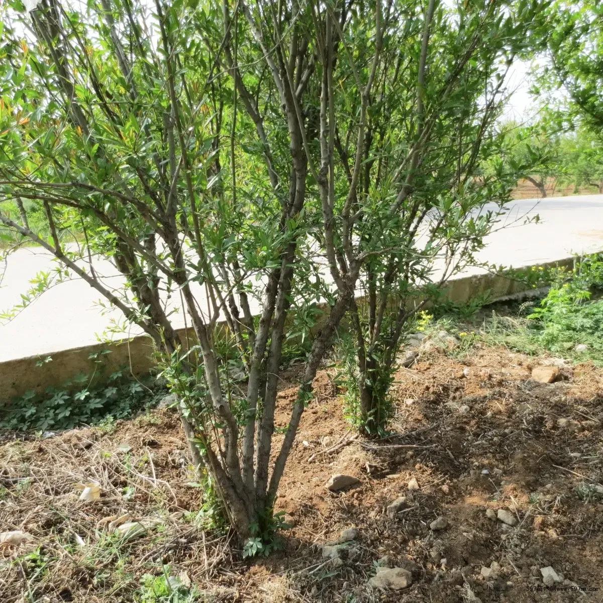 石榴冬季移树怎么才能成活率高,石榴树秋季时候移栽需要剪枝