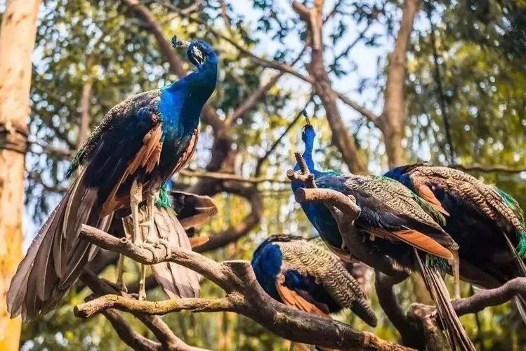 云南昆明有哪些景点值得去,云南昆明旅游必去十大景点