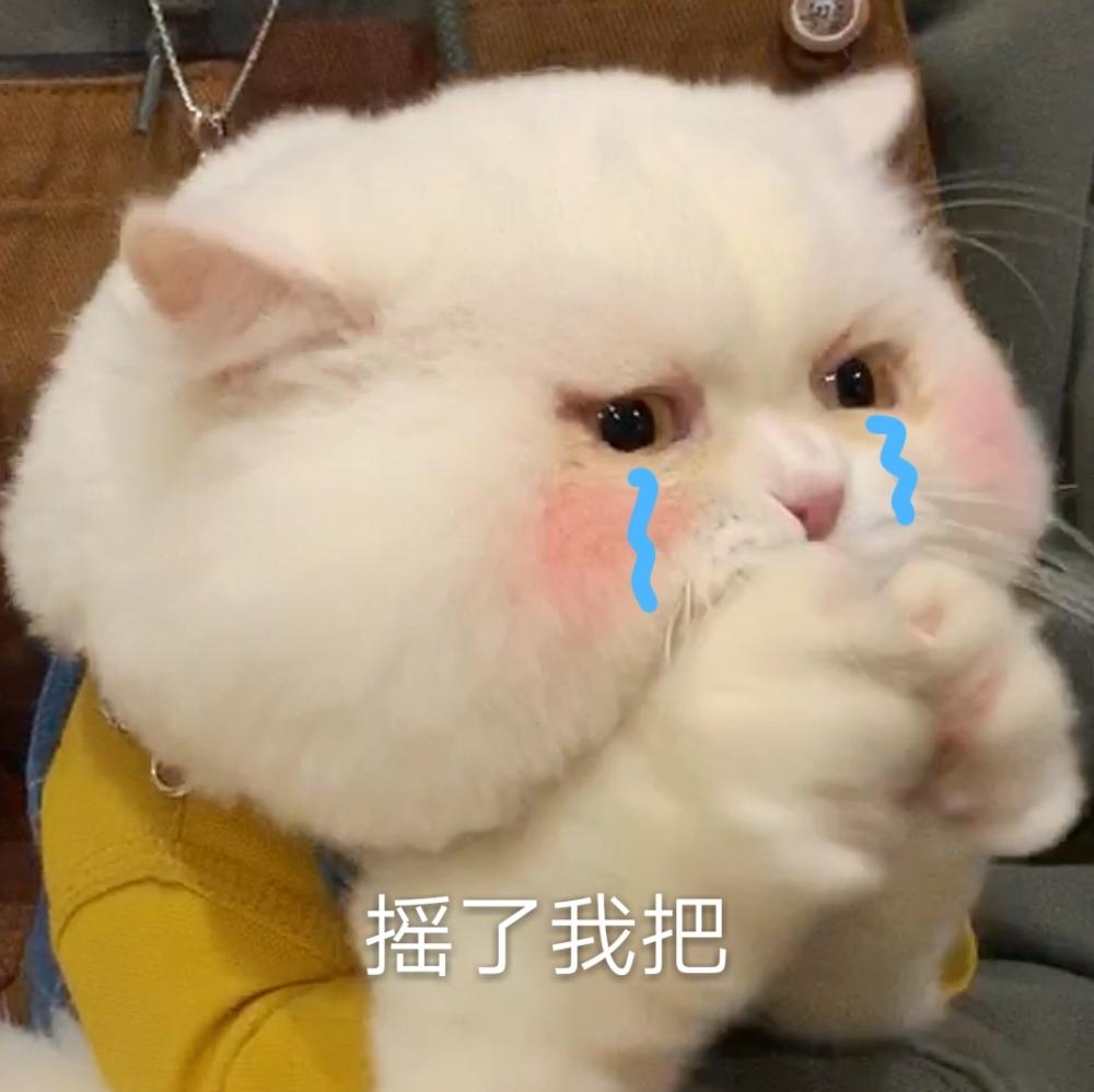 你的这些行为其实让猫咪嫌弃,你的好意别人会以为是恶意