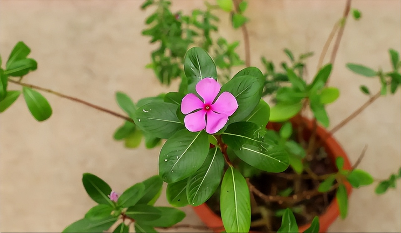 5种花浇不死浇水越多长得越旺,十种不能乱浇水的花