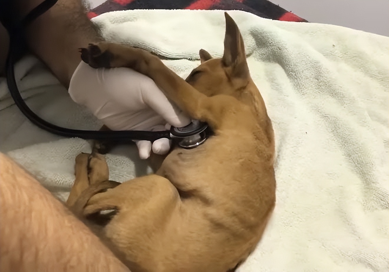 小狗狗被丢弃,狗狗被遗弃后引来众多狗疯狂报复