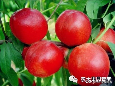 优质果树苗木品种介绍,最好的新品种苹果苗木