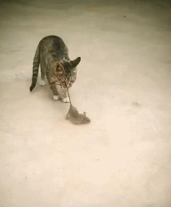 好养好看的短毛猫有哪些品种,狸花猫十种适合新手养的猫