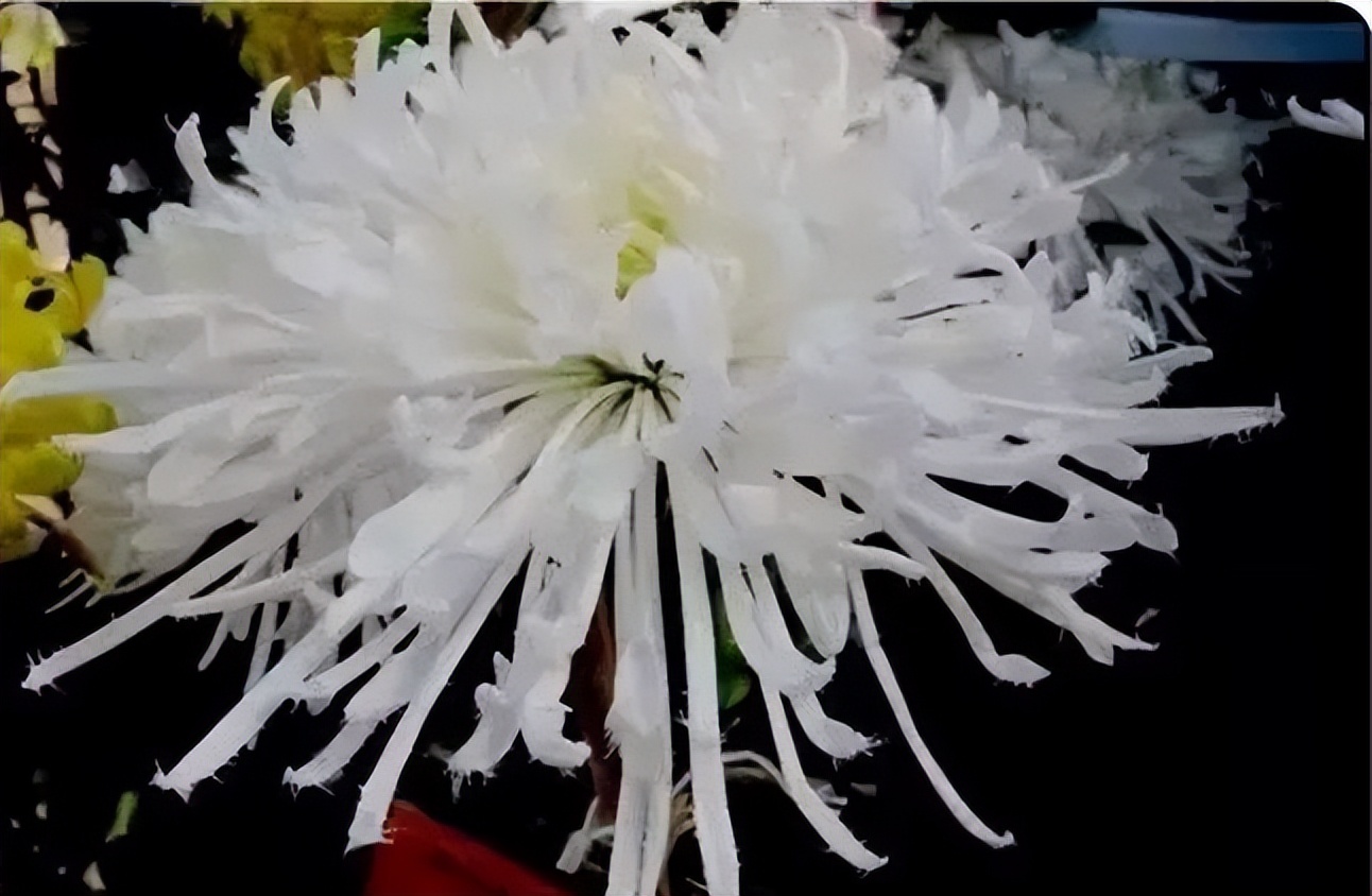 秋花诗词50首,金秋秋菊50种名菊