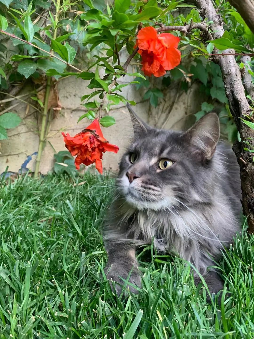 毛森森,观复猫毛森森