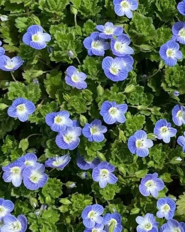 婆婆纳和水毛茛,婆婆纳相关诗句草色遥看近却无